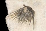 Kettneraspis Trilobite (Long Occipital Horn) - Lghaft, Morocco #126913-4